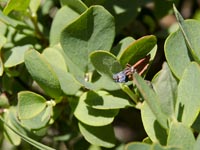 Vaccinium uliginosum